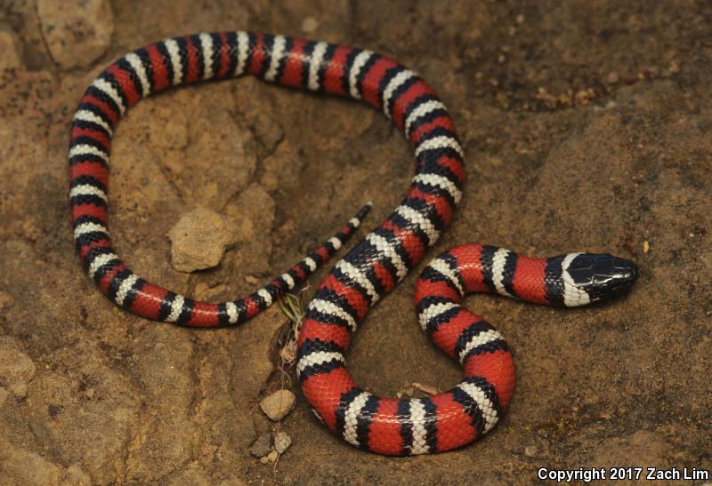 Coast Mountain Kingsnake (Lampropeltis zonata multifasciata)