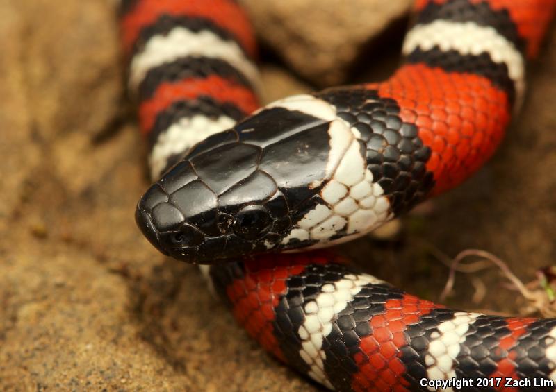 Coast Mountain Kingsnake (Lampropeltis zonata multifasciata)