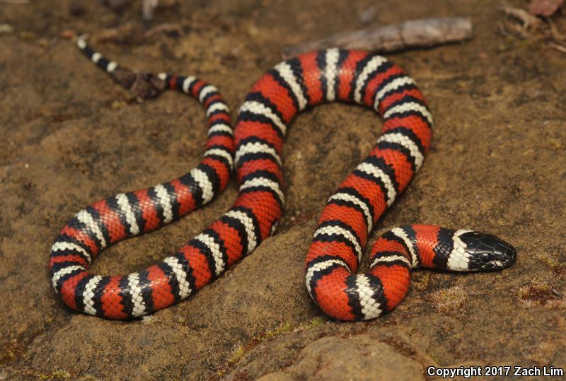 Coast Mountain Kingsnake (Lampropeltis zonata multifasciata)