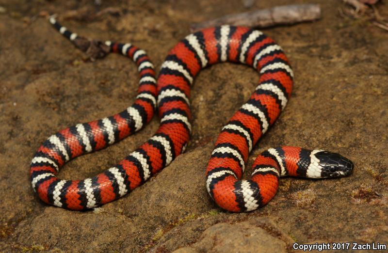 Coast Mountain Kingsnake (Lampropeltis zonata multifasciata)