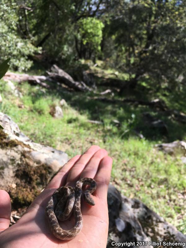 California Nightsnake (Hypsiglena ochrorhyncha nuchalata)