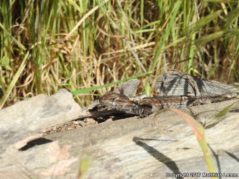 Island Fence Lizard (Sceloporus occidentalis becki)