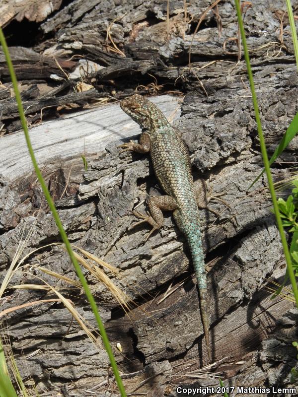 Island Fence Lizard (Sceloporus occidentalis becki)