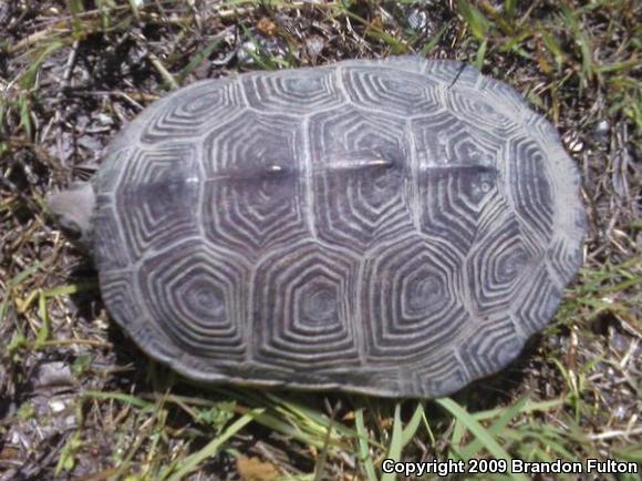 Carolina Diamond-backed Terrapin (Malaclemys terrapin centrata)