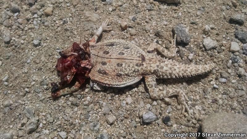 Flat-tailed Horned Lizard (Phrynosoma mcallii)