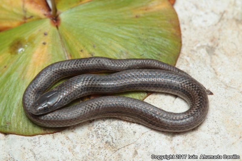 Pacific Coast Centipede Snake (Tantilla calamarina)