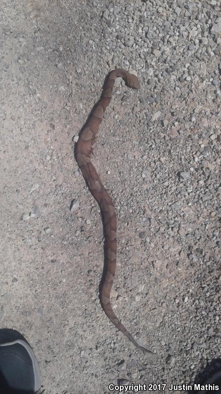 Broad-banded Copperhead (Agkistrodon contortrix laticinctus)