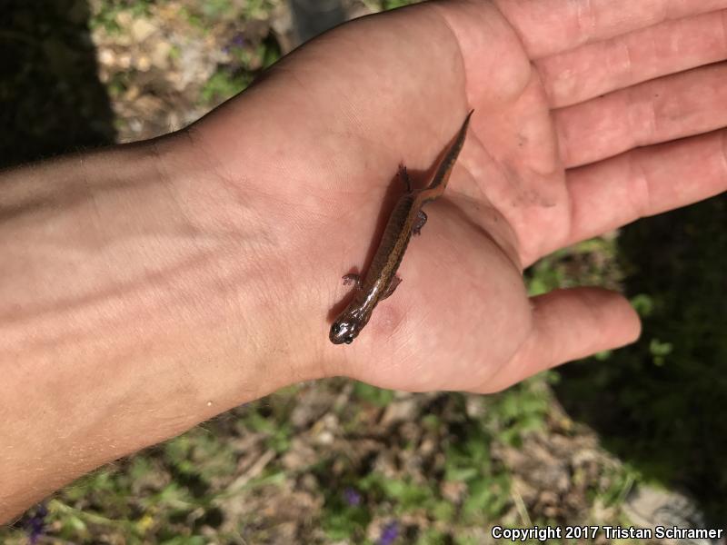 Northern Zigzag Salamander (Plethodon dorsalis)