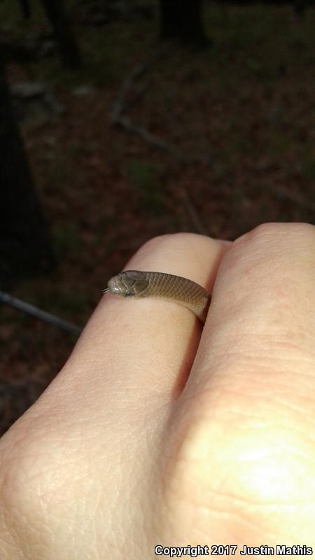 Flat-headed Snake (Tantilla gracilis)