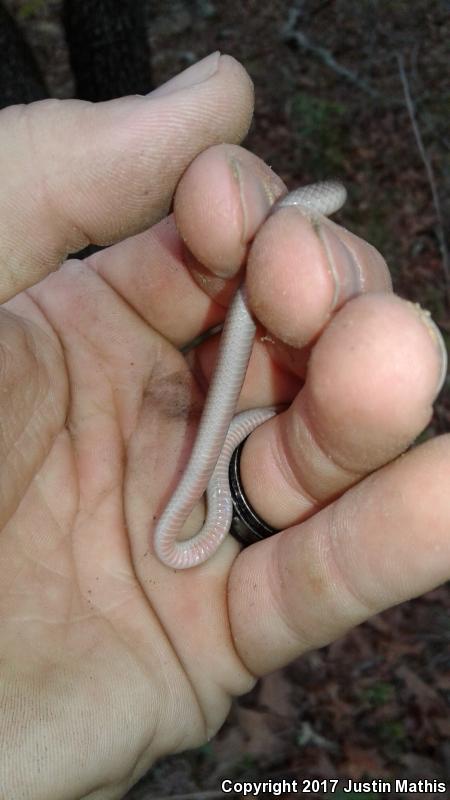 Flat-headed Snake (Tantilla gracilis)