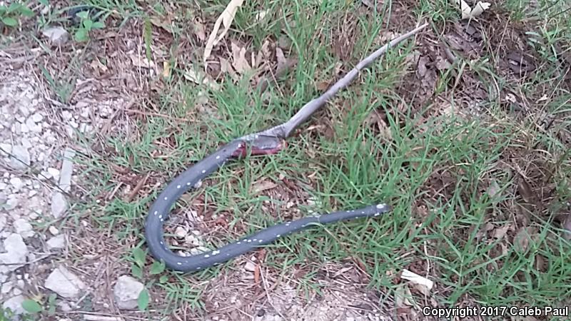 Buttermilk Racer (Coluber constrictor anthicus)