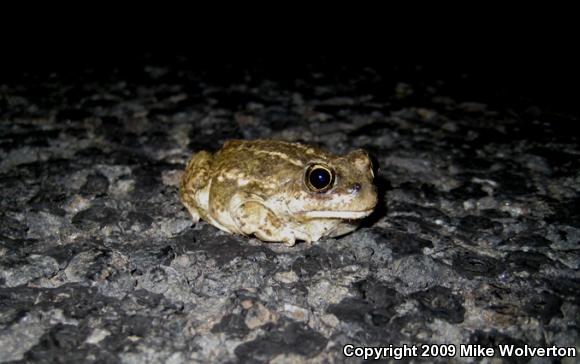 Great Basin Spadefoot (Spea intermontana)