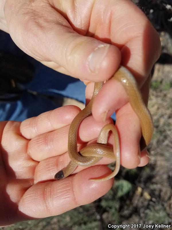 Plains Black-headed Snake (Tantilla nigriceps)