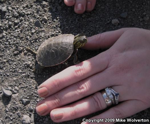 Western Painted Turtle (Chrysemys picta bellii)