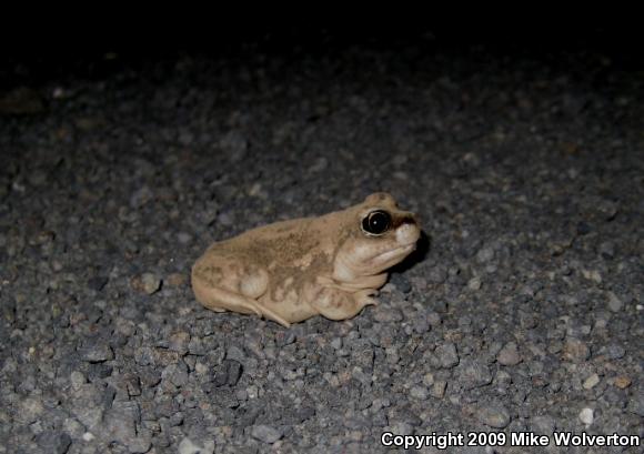 Great Basin Spadefoot (Spea intermontana)