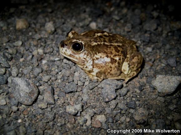 Great Basin Spadefoot (Spea intermontana)