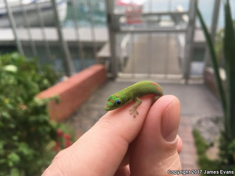 Gold Dust Day Gecko (Phelsuma laticauda)