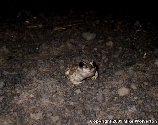 Great Basin Spadefoot (Spea intermontana)