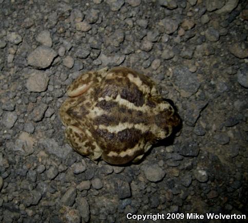 Great Basin Spadefoot (Spea intermontana)