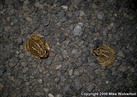 Great Basin Spadefoot (Spea intermontana)