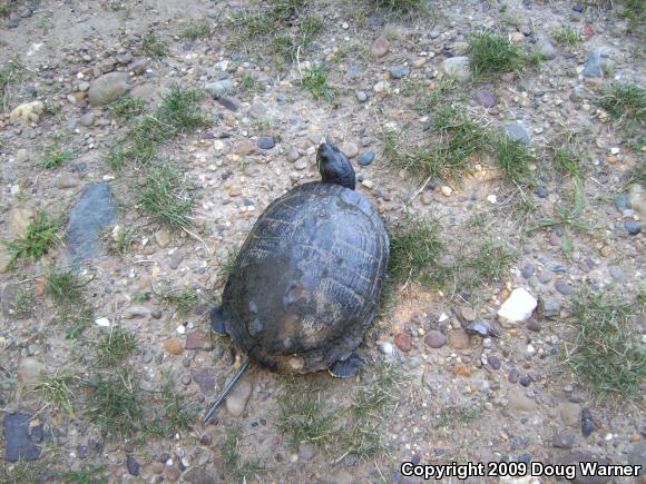 Red-eared Slider (Trachemys scripta elegans)