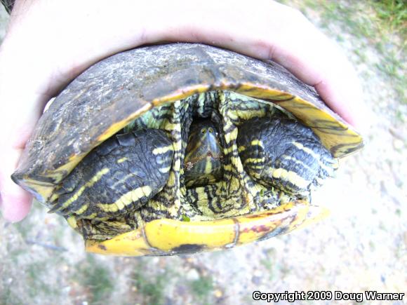 Red-eared Slider (Trachemys scripta elegans)