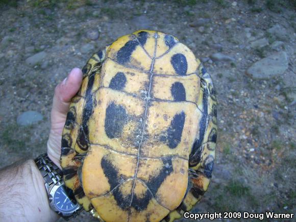 Red-eared Slider (Trachemys scripta elegans)