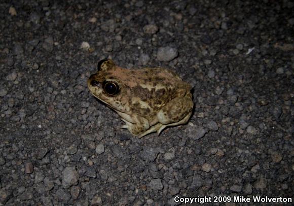 Great Basin Spadefoot (Spea intermontana)