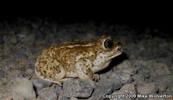 Great Basin Spadefoot (Spea intermontana)