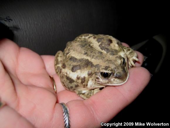 Great Basin Spadefoot (Spea intermontana)