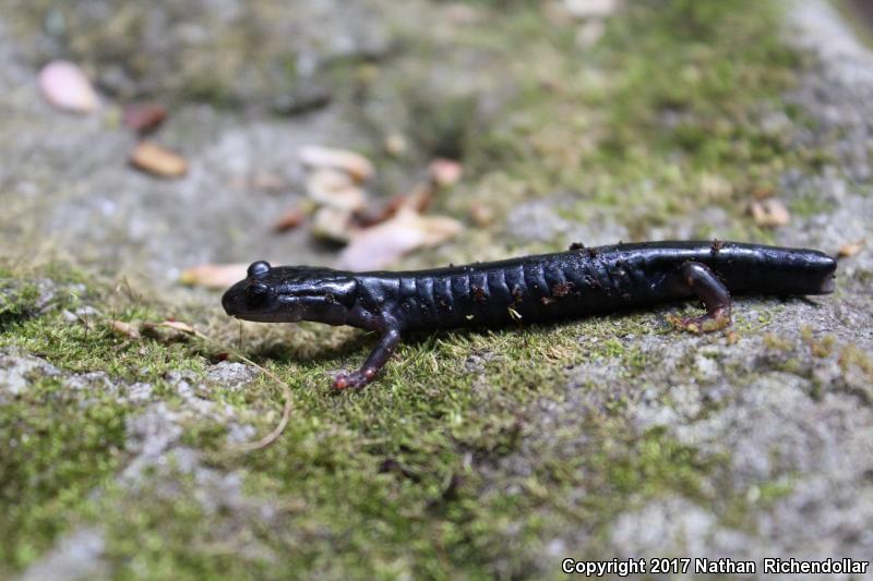 South Mountain Gray-cheeked Salamander (Plethodon meridianus)