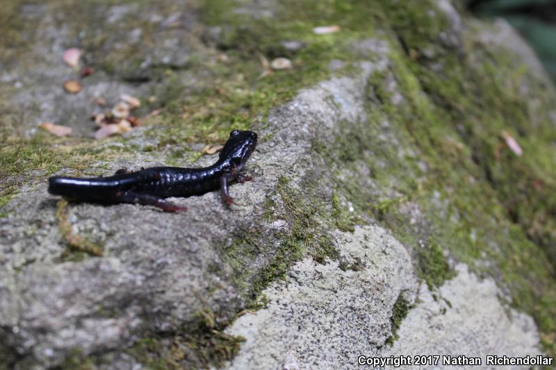 South Mountain Gray-cheeked Salamander (Plethodon meridianus)