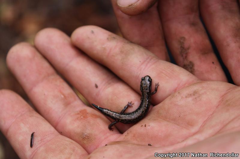 Weller's Salamander (Plethodon welleri)