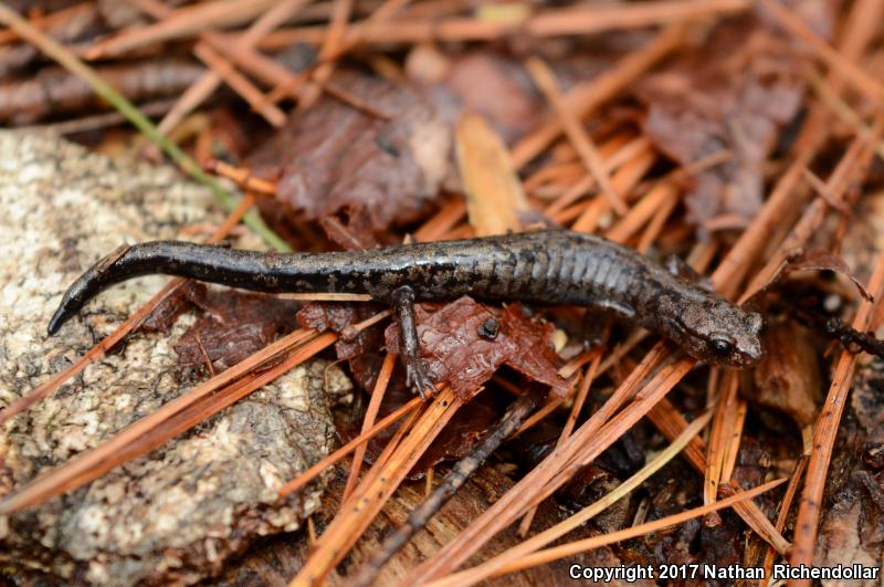 Weller's Salamander (Plethodon welleri)