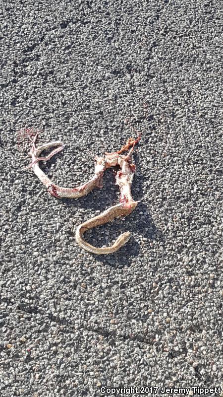 Sonoran Coachwhip (Coluber flagellum cingulum)