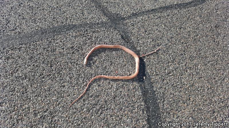 Sonoran Coachwhip (Coluber flagellum cingulum)