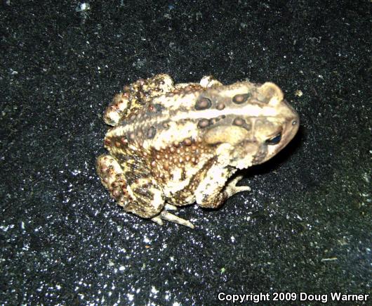 Eastern American Toad (Anaxyrus americanus americanus)