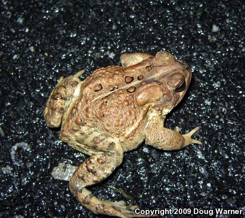 Eastern American Toad (Anaxyrus americanus americanus)