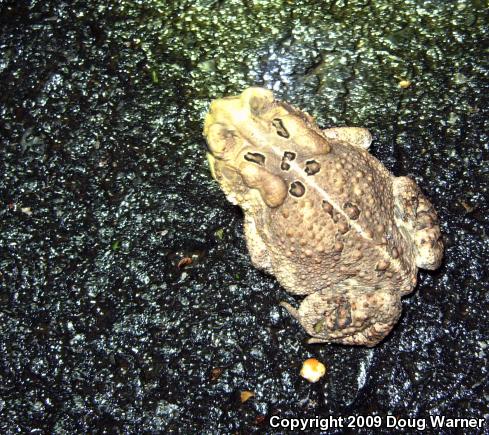 Eastern American Toad (Anaxyrus americanus americanus)