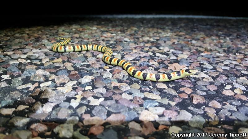 Sonoran Shovel-nosed Snake (Chionactis palarostris palarostris)