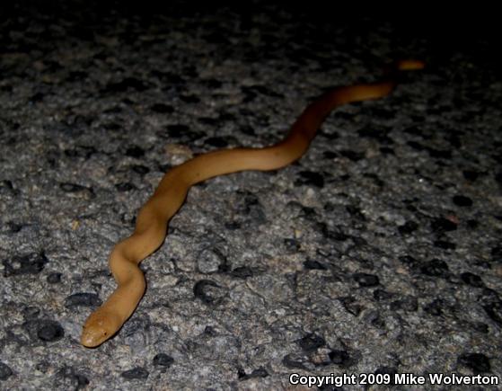 Northern Rubber Boa (Charina bottae)