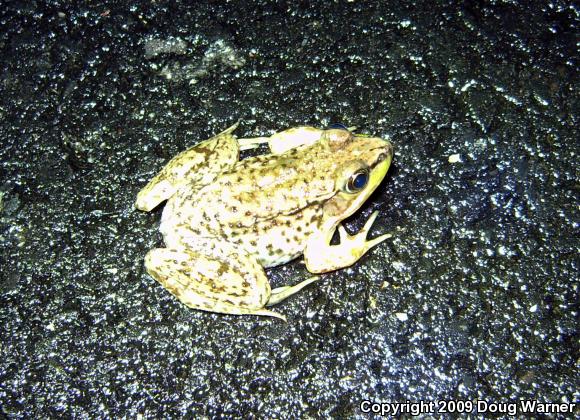 Northern Green Frog (Lithobates clamitans melanota)