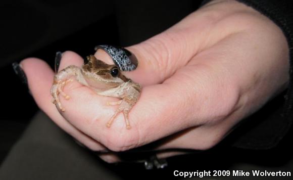 Northern Pacific Treefrog (Pseudacris regilla)