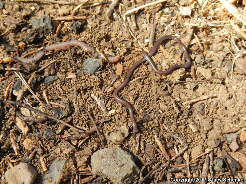 Brahminy Blindsnake (Ramphotyphlops braminus)