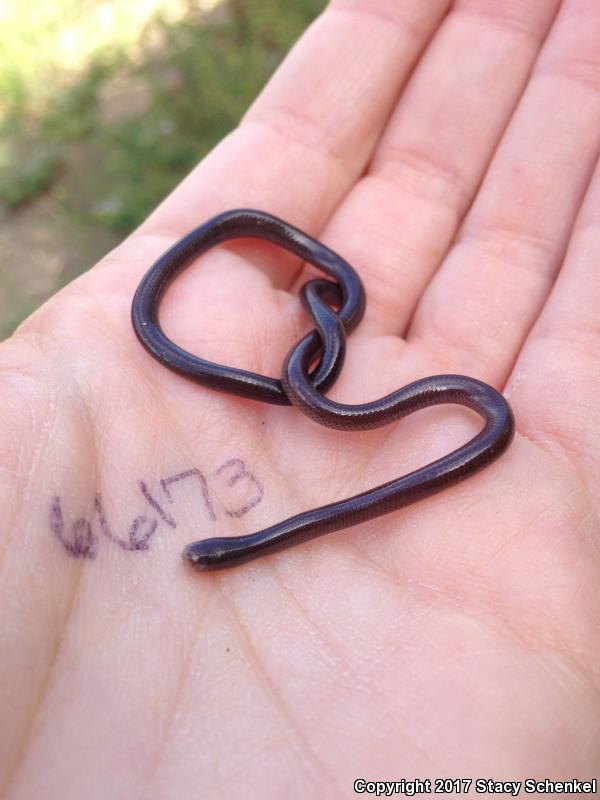 Brahminy Blindsnake (Ramphotyphlops braminus)