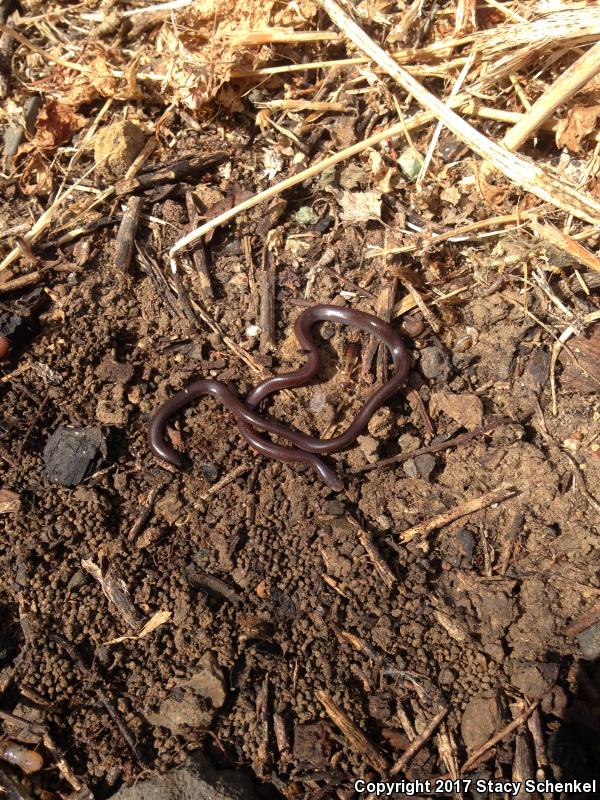 Brahminy Blindsnake (Ramphotyphlops braminus)