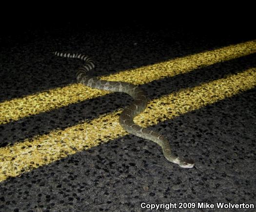 Northern Pacific Rattlesnake (Crotalus oreganus oreganus)