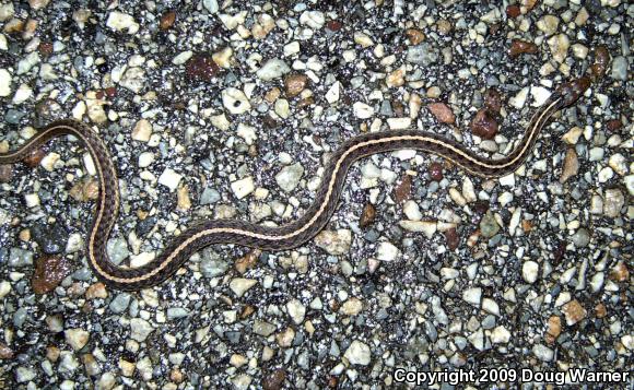 Eastern Gartersnake (Thamnophis sirtalis sirtalis)