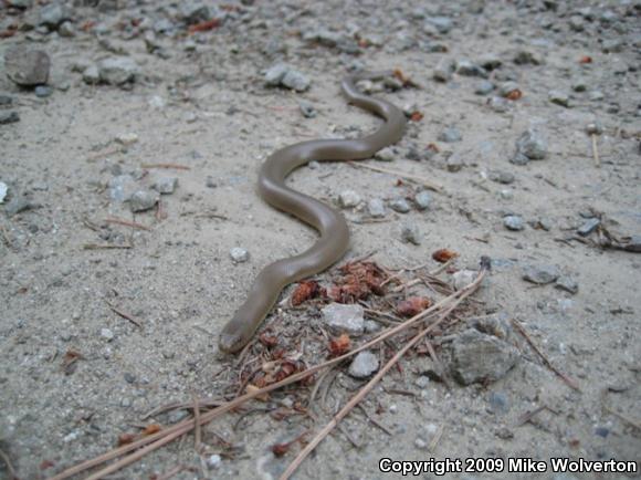 Northern Rubber Boa (Charina bottae)