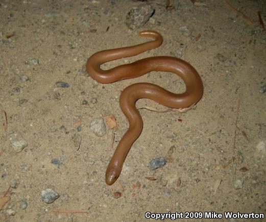 Northern Rubber Boa (Charina bottae)